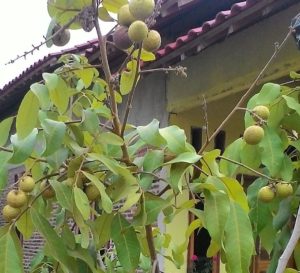 Fruitful Transplanted Longan Trees