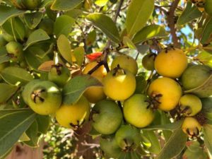guava crops