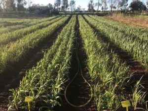 advantages and disadvantages of intercropping