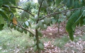 Cacao tree and its fruits