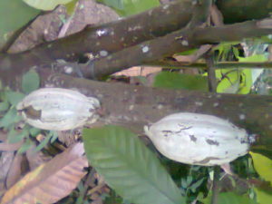 Fruitful Cacao Tree