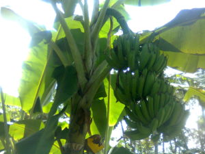 Bacterial Wilt Resistant Saba Banana Cultivar