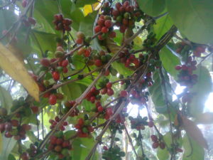 Robusta Coffee in Coffee Plantation in Liwa.