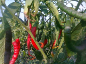 Red Chili Trees.