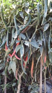 Harvest-Ready Chili Crops