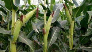 Advantages and Disadvantages of Double Cropping