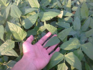 Double Crop Soybeans