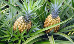 Ratoon Crop Pineapple
