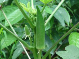 Ratoon Cropping in Okra