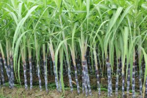 Advantages and disadvantages of ratooning cropping sugar cane