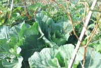 8 Crop Suitable for Drip Irrigation Systems