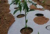 Filters for drip irrigation systems