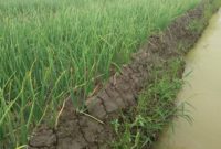 17 Advantages and Disadvantages of Irrigation