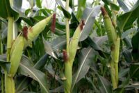Corn Irrigation scheduling