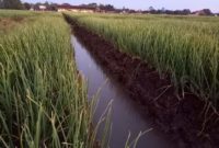 Contour Levee Irrigation