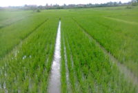 System of Rice Intensification (SRI)